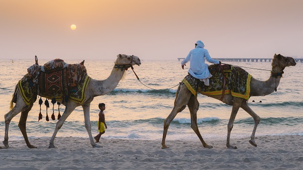 camels4