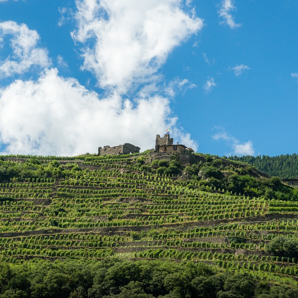 castle with wine