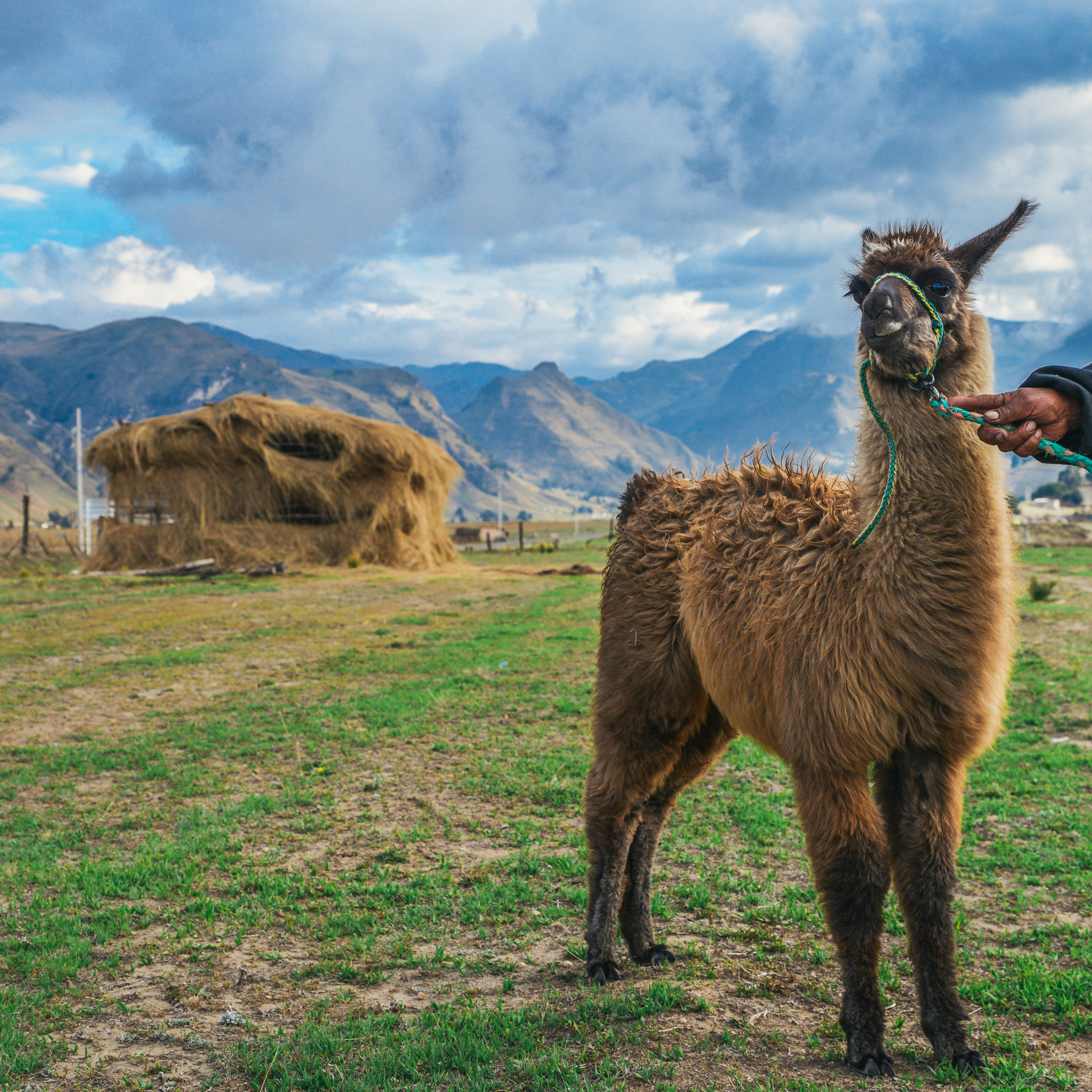 llama2