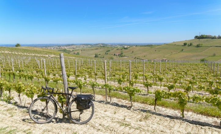 Piedmonte vineyards-4