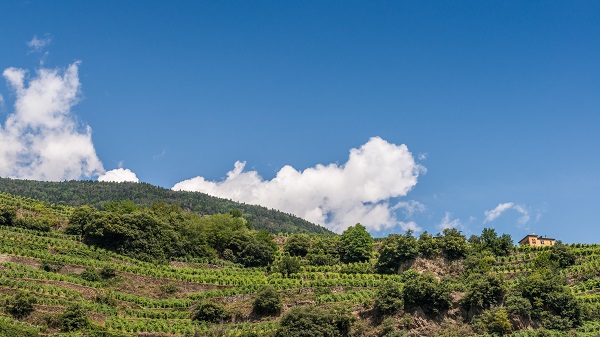 vineyard