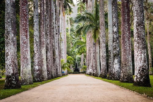 Path with palm trees