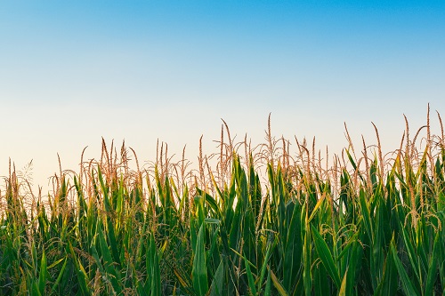 Wheat field and blue sky