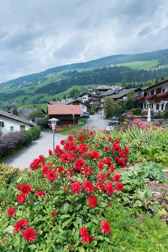 Sempervivum montanum, a plant Native, from European Alps, South Tyrol/Dolomites