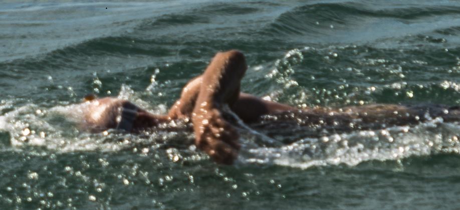 swimmer
