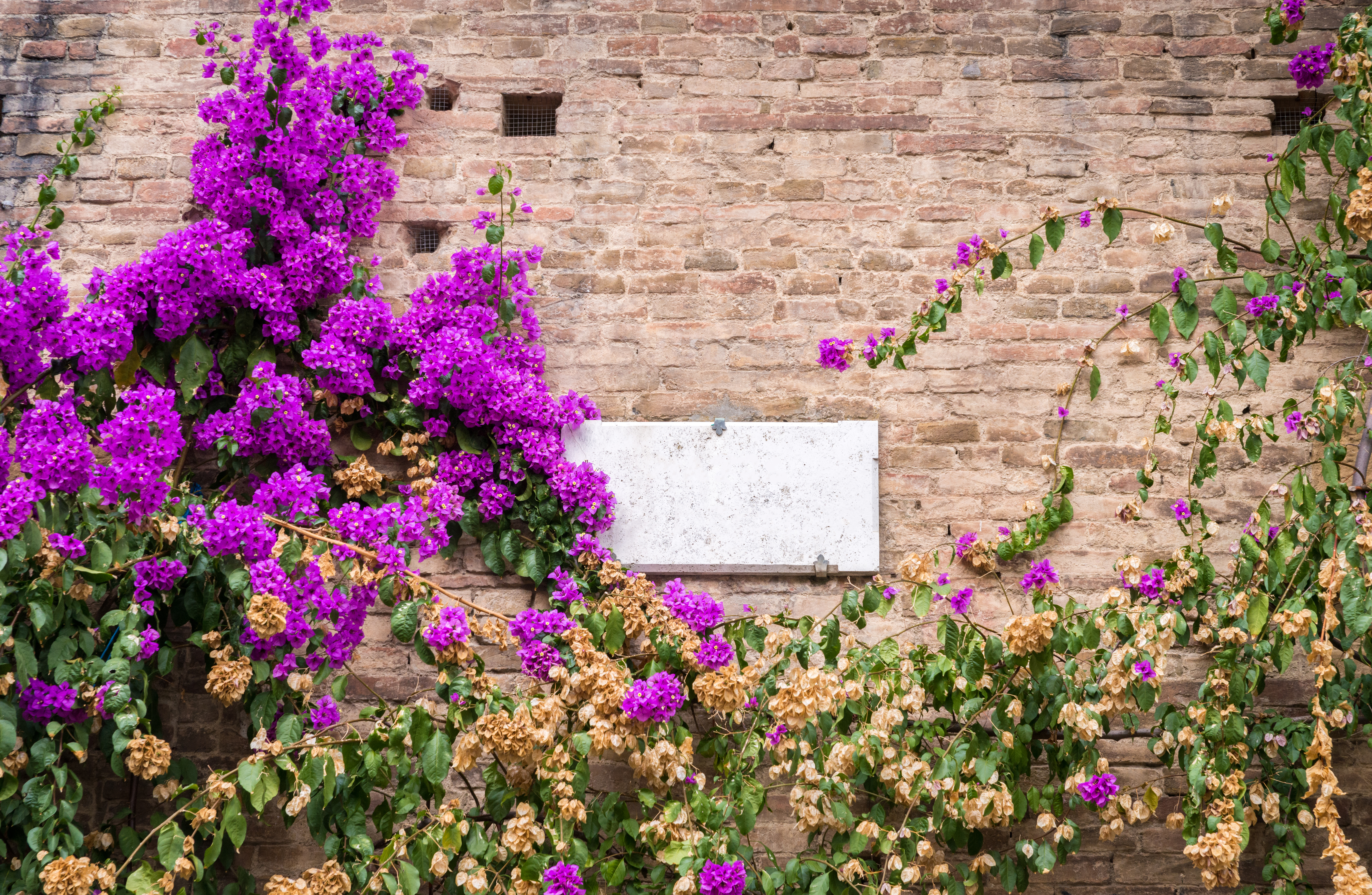 Purple Azaleas background