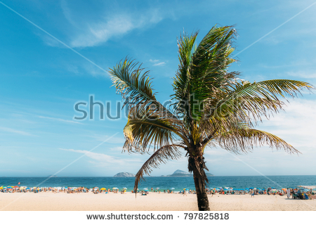 stock-photo-single-palm-tree-with-out-of-focus-ipanema-beach-in-rio-de-janeiro-brazil-background-797825818