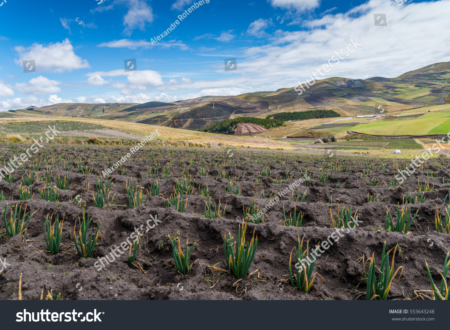 stock-photo-vegetation-in-the-high-andes-of-ecuador-metres-553643248