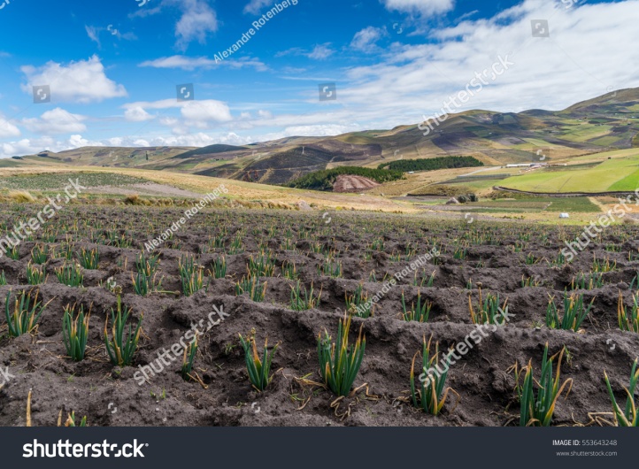 stock-photo-vegetation-in-the-high-andes-of-ecuador-metres-553643248