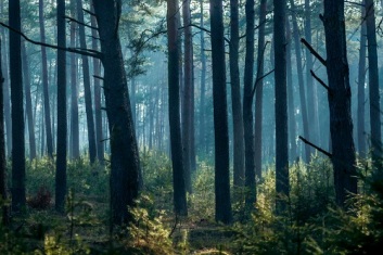 Pine trees (shot by Alan Brentnall) (1)