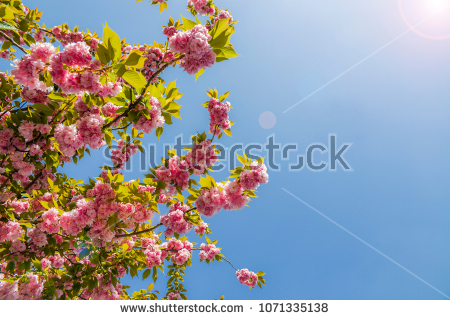 stock-photo-beautiful-cherry-blossom-sakura-in-spring-time-over-blue-sky-with-sun-flare-1071335138
