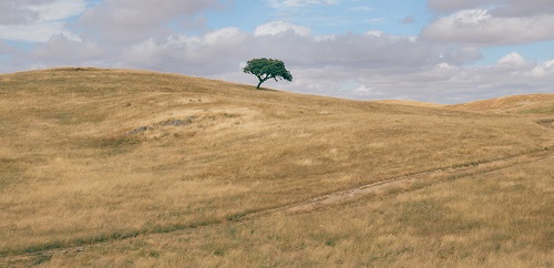 Minimalist panorama of a rolling hilly plowed field with solitary suber cork oak tree, Quercus Suber, captured at Portugal's Alentejo region