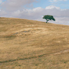 Minimalist panorama of a rolling hilly plowed field with solitary suber cork oak tree, Quercus Suber, captured at Portugal's Alentejo region
