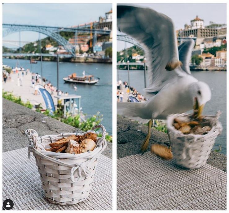 seagull