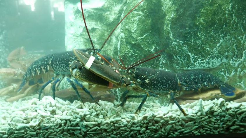 lobster