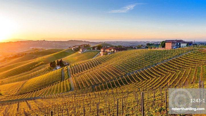 Vineyards at Barbaresco, Italy