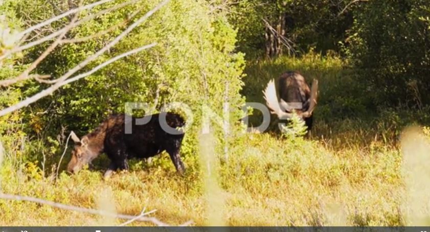 moose