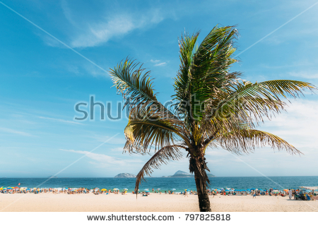 stock-photo-single-palm-tree-with-out-of-focus-ipanema-beach-in-rio-de-janeiro-brazil-background-7978258181