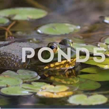 toad