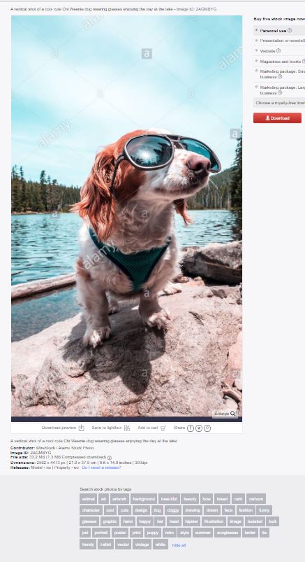 cool dog