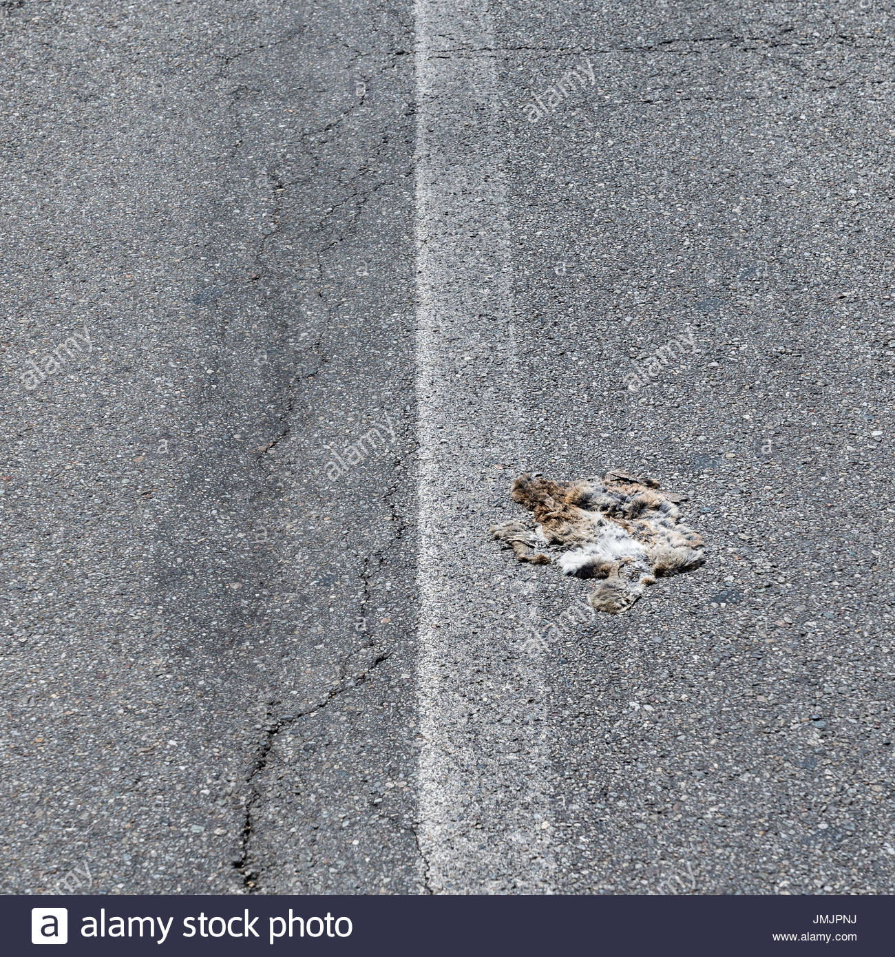 roadkill-on-road-JMJPNJ